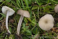 Bleekbruin staalsteeltje